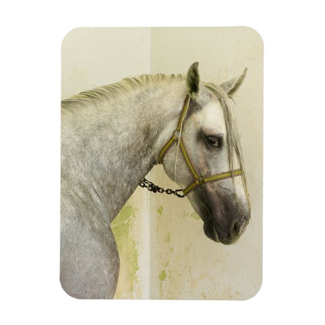 Dapple Grått Andalusien Horse Magnet (Vertikal)