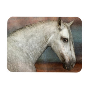 Dapple Grått Andalusisk Horse Porträtt Magnet