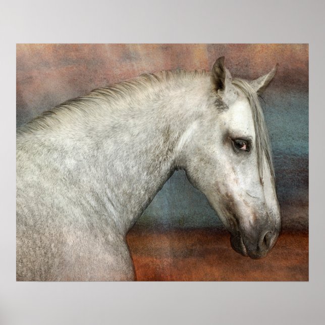 Dapple Grått Andalusisk Horse Porträtt Poster (Framsidan)