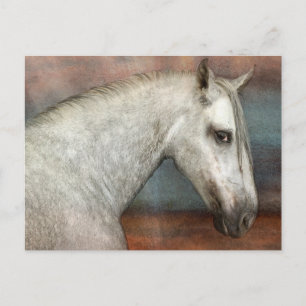 Dapple Grått Andalusisk Horse Porträtt Vykort