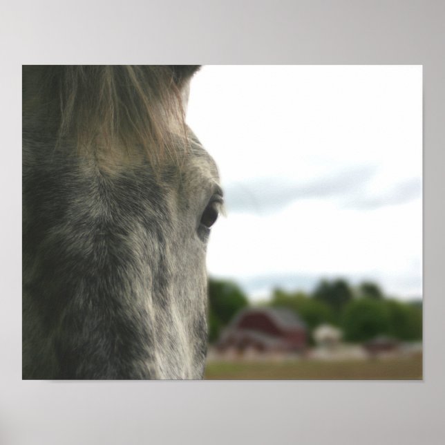 Dapple Grått Draft Horse Öga Poster (Framsidan)
