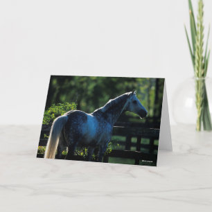 Dapple Grått Hanoverian Stallion Kort