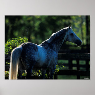 Dapple Grått Hanoverian Stallion Poster