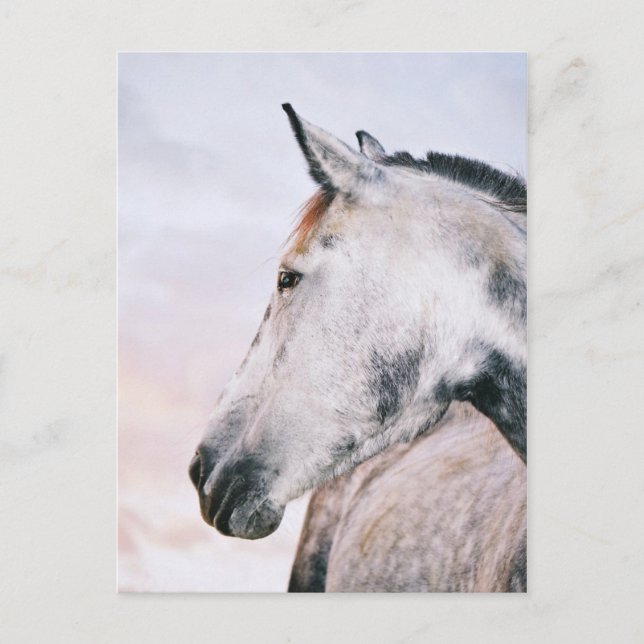 DAPPLE-GRÅTT HEADSHOT POSTCARD VYKORT (Framsida)