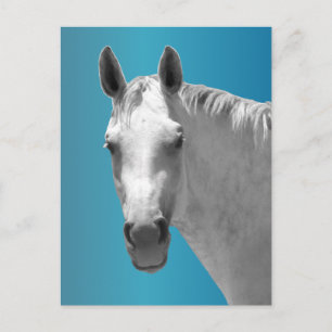Dapple Grått Horse Vykort