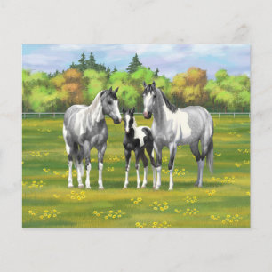 Dapple Grått Pinto Paint Horses in Summer Pastor