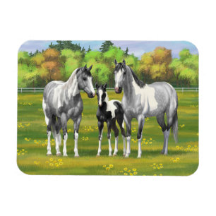 Dapple Grått Pinto Paint Horses in Summer Pastor Magnet