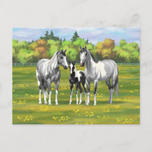 Dapple Grått Pinto Paint Horses in Summer Pastor Vykort