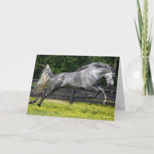 Dapple Grått Rocky Mountain Horse Leaping Kort