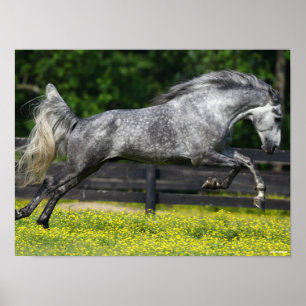 Dapple Grått Rocky Mountain Horse Leaping Poster