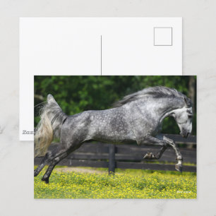 Dapple Grått Rocky Mountain Horse Leaping Vykort