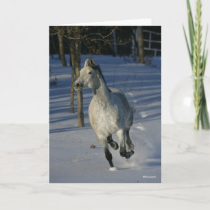 Dapple Grått Trakehner som går i Snö Kort
