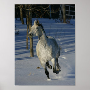 Dapple Grått Trakehner som går i Snö Poster