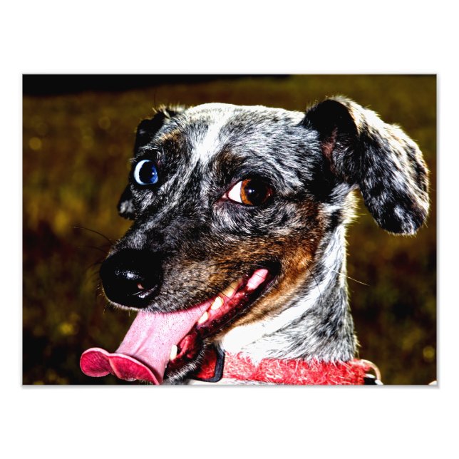 Dapple/Piebald Dachshund Fototryck (Framsidan)