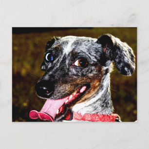 Dapple/Piebald Dachshund Vykort