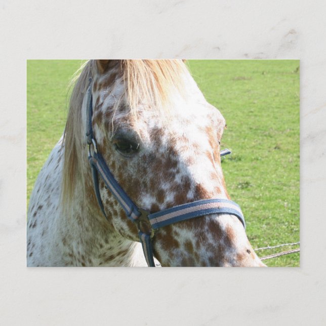Dappled Appaloosa Horse Postcard Vykort (Framsida)