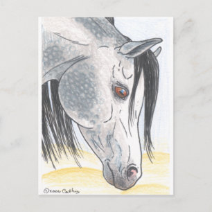 DappledAarabian Mare-vykort Vykort