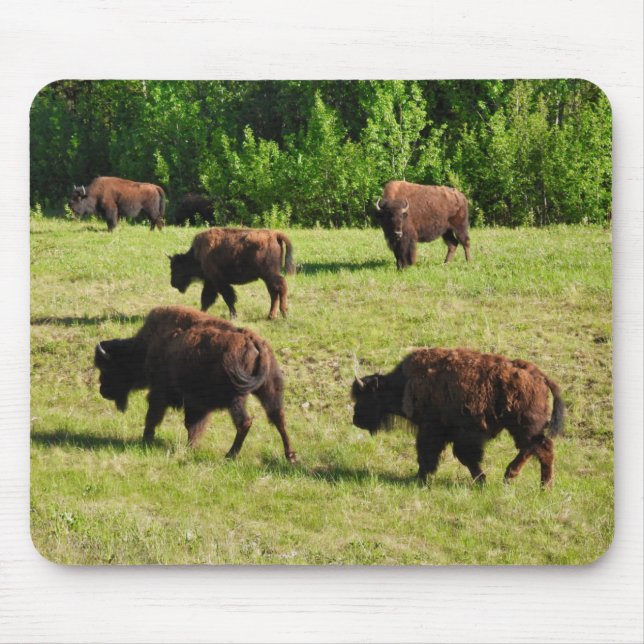 Där Bison Roam Musmatta (Framsidan)