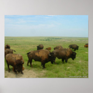 där Buffalo Roam-02 Poster