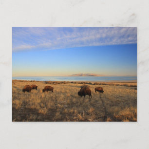där Buffalo Roam Vykort