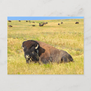 där Buffalo Roam-vykortet Vykort
