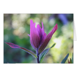 Där Kärlek Waits OBS Kort