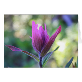 Där Kärlek Waits OBS Kort