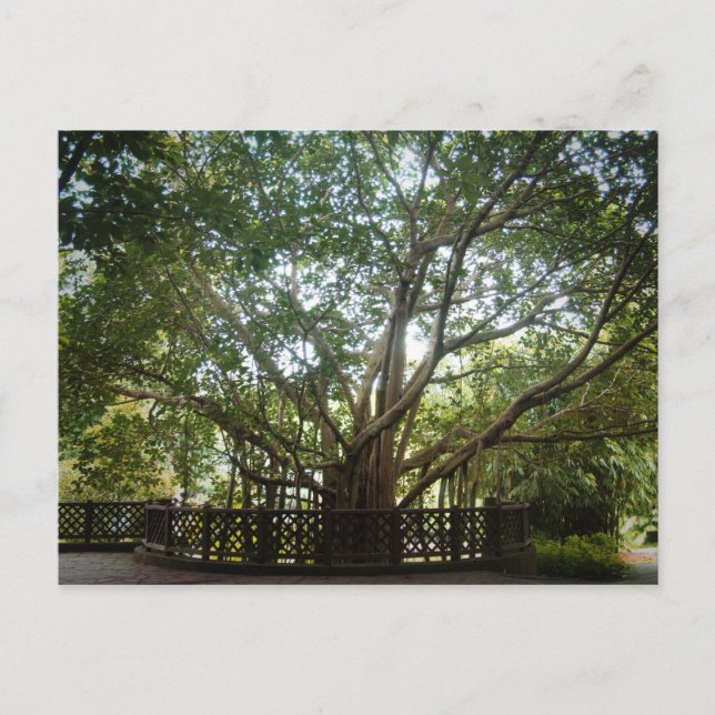 där livet börjar vykort (Framsida)