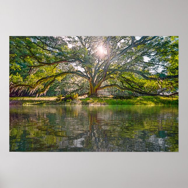 Där Willow Träd växer Poster (Framsidan)