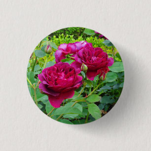 Darcey Bussell Ro #2-knapp Knapp