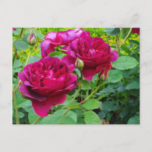 Darcey Bussell Ro #2-vykort Vykort