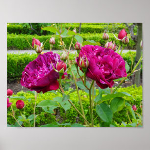 Darcey Bussell Ro #3 Poster