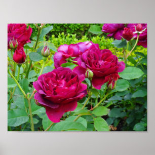 Darcey Bussell steg affischen #2 Poster