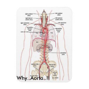 DÄRFÖR. Aorta.!! Aortic anatomi Magnet