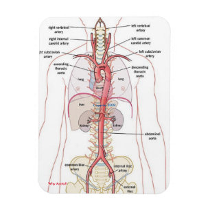 DÄRFÖR AORTA!! Magneter