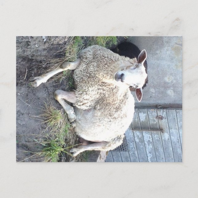 Dåris - den kallaste ewe i byn vykort (Framsida)