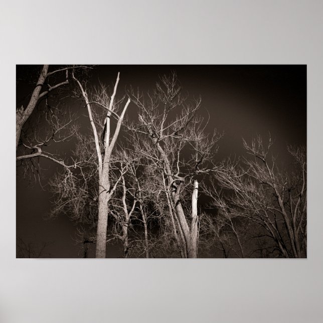 Dark Forest – Haunting Black and White Tree Art Poster (Framsidan)