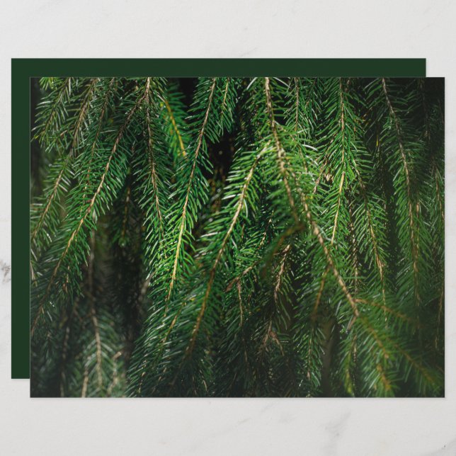 Dark green spruce tree, winter Scrapbook Paper (Fram/baksida)