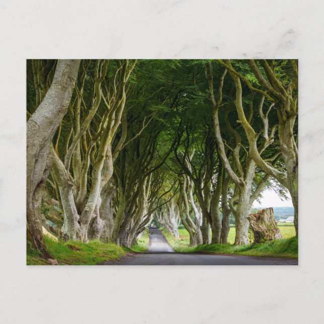 Dark Hedges in Irland Vykort (Framsida)
