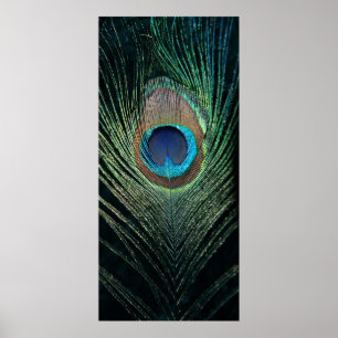Dark Peacock Feather Still Life Poster