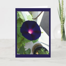 Dark Velvet Morning Glory Blank Kort