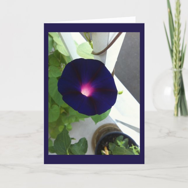 Dark Velvet Morning Glory Blank Kort (Framsida)