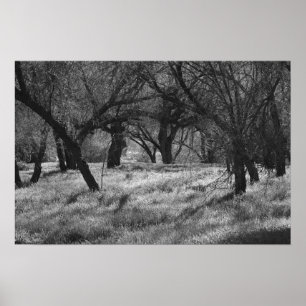 DarkTrees i en äng (b/w) Poster