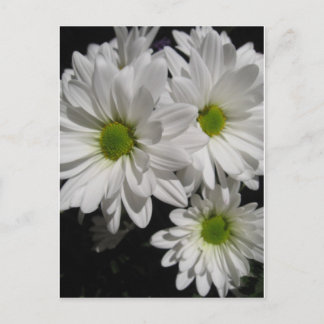 Darlin-Daisy Vykort