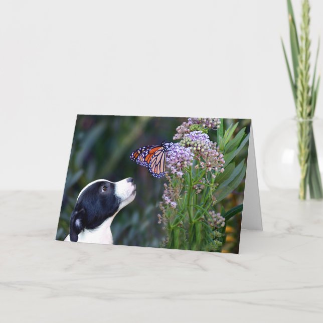 Darling Tack för sällskapsdjur Sitta (Framsida)