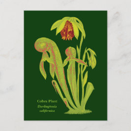 Darlingtonia californica, Carnivorous Plant Vykort