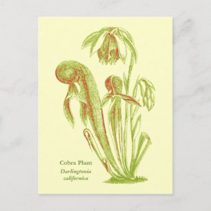 Darlingtonia californica, Carnivorous Plant Vykort