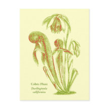 Darlingtonia californica, Carnivorous Plant