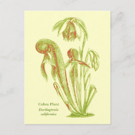 Darlingtonia californica, Carnivorous Plant Vykort