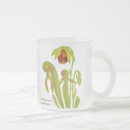 Darlingtoniacalifornica, Carnivorous växt Frostad Glasmugg